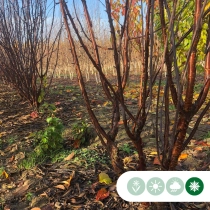 Mehrstämmige Tibetische Blütenkirsche