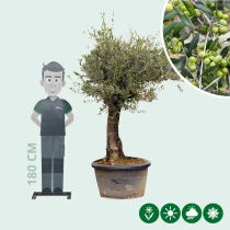 Olivenbaum