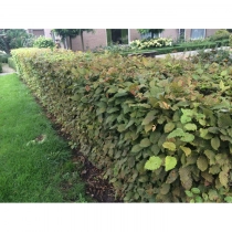 Hainbuchenhecke 100 cm