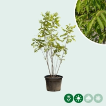Bienenbaum mehrstämmig