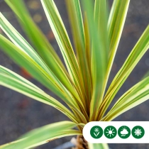 Kohlpalme Torbay dazzler