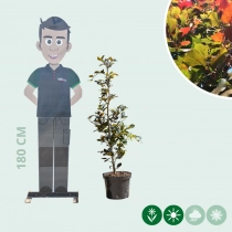 Blutbuchenhecke pro Meter zweireihig