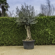Olivenbaum 'Bonsai' #99