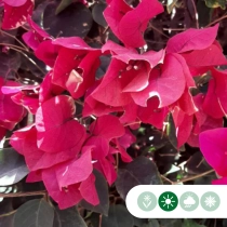 Bougainvillea glabra ‘Fucsia’ Strauch