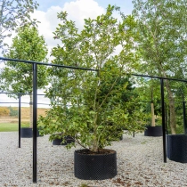 Magnolie 'Susan' mehrstämmig #1