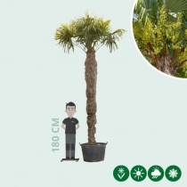 Chinesische Hanfpalme 300 cm Stammhöhe