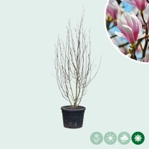 Magnolie 'Soulangeana' mehrstämmig