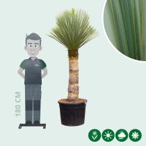 Palmlilie Yucca