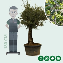 Olivenbaum