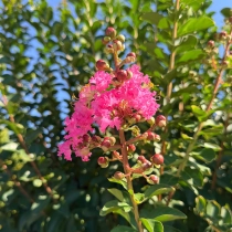 Lagerstroemia indica Vasenform #183