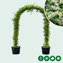 Sternjasmin Bogenform