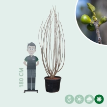 Mehrstämmiger Feigenbaum