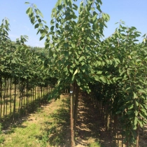 Prunus A. 'Bigarreau Burlat' als Spalier