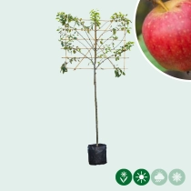 Malus d. 'Notarisappel' als Spalier