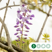 Blauregen als Spalier