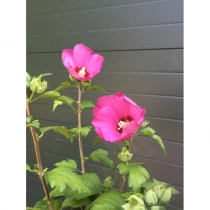 Hibiskus 'Woodbridge' Hochstamm