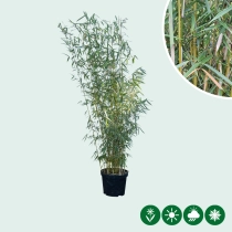 Bambus Fargesia robusta 'Campbell'