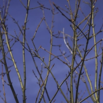 Rotnerviger Schlangenhaut-Ahorn #109