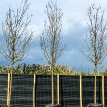 Dornenloser Lederhülsenbaum ‘Skyline’ #2