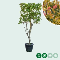 Persischer Eisenholzbaum mehrstämmig als Spalier