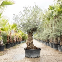 Olivenbaum 'Bonsai' #188