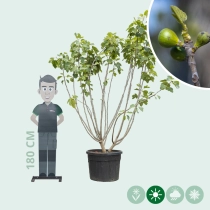 Mehrstämmiger Feigenbaum