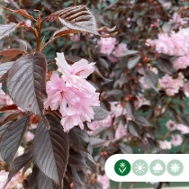 Japanische Blütenkirsche Royal Burgundy als Spalier