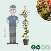 Blutbuchenhecke pro Meter zweireihig