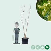 Blasenbaum mehrstämmig