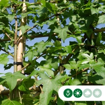 Amberbaum mehrstämmig als Spalier