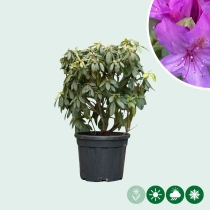 Rhododendron 'Marcel Menard'