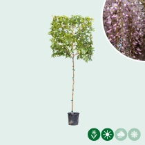 Rosaregen Rosea als Spalier