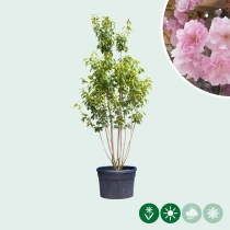 Japanische Zierkirsche 'Kanzan' mehrstämmig