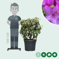 Rhododendron 'Marcel Menard'