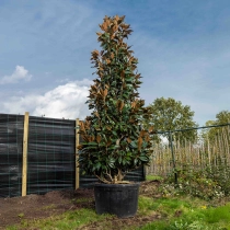 Magnolie Grandiflora Solitär