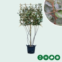 Ölweide Spalierbaum mehrstämmig