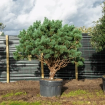 Waldkiefer Bonsai #1