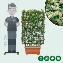 Sternjasmin  weiß Heckenelement