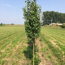 Pyrus c. 'Beurré Hardy'