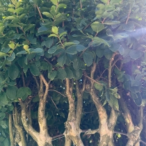 Lagerstroemia indica Vasenform #183