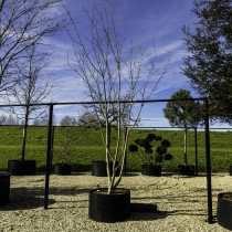 Rotnerviger Schlangenhaut-Ahorn #109