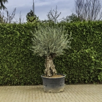 Olivenbaum 'Bonsai' #97