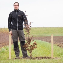 Blutbuchenhecke pro Stück