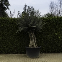 Olivenbaum 'Bonsai' #101