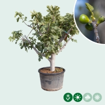 Feigenbaum 35/40 cm