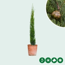 Italienische Zypresse 'Totem'