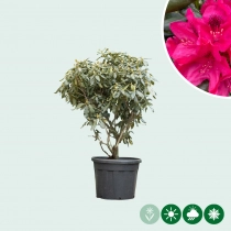 Rhododendron Nova Zembla