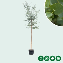 Mostgummi-Eukalyptus