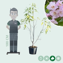 Chitalpa ‘Summer Bells’