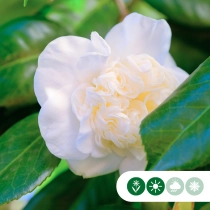 Camelia 'Snowball' Hochstamm